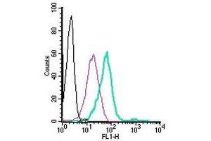 Cell surface detection GPR120/FFAR4 in live intact human THP-1 monocytic leukemia cells: (black line) Cells. (O3FAR1 Antikörper  (Extracellular) (FITC))