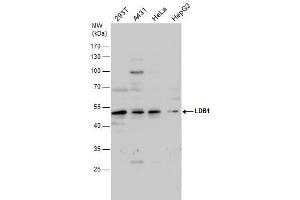 WB Image LDB1 antibody detects LDB1 protein by western blot analysis. (LIM Domain Binding 1 Protein Antikörper)