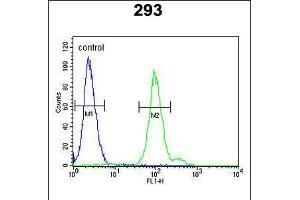 Flow cytometric analysis of 293 cells (right histogram) compared to a negative control cell (left histogram). (Complement Factor B Antikörper  (AA 469-494))