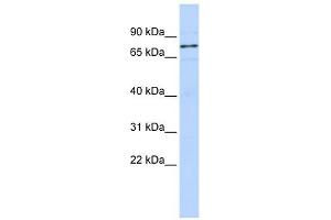 WBP11 antibody used at 1 ug/ml to detect target protein. (WBP11 Antikörper  (N-Term))