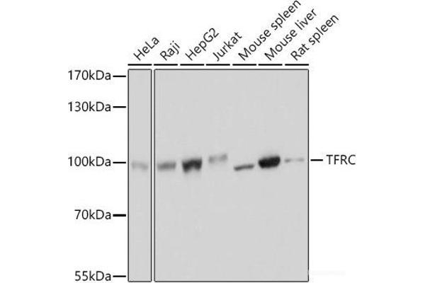 Transferrin Receptor Antikörper