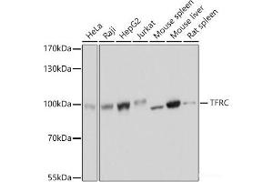 Western blot analysis of extracts of various cell lines using TFRC Polyclonal Antibody at dilution of 1:3000. (Transferrin Receptor Antikörper)