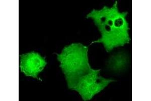 Anti-UBXN10 mouse monoclonal antibody (ABIN2453762) immunofluorescent staining of COS7 cells transiently transfected by pCMV6-ENTRY UBXN10 (RC208225). (UBXN10 Antikörper)