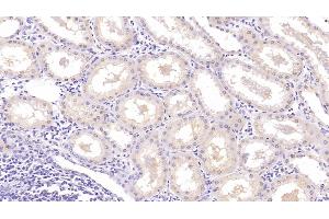 Detection of NRGN in Human Kidney Tissue using Monoclonal Antibody to Neurogranin (NRGN) (Neurogranin Antikörper  (AA 1-67))