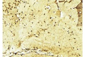 ABIN6268907 at 1/100 staining Mouse brain tissue by IHC-P.