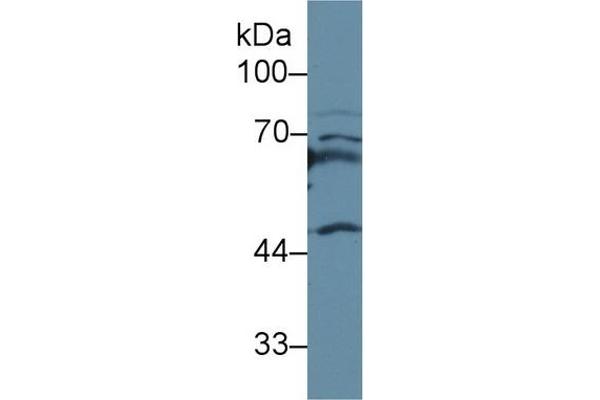 APOH anticorps  (AA 21-345)