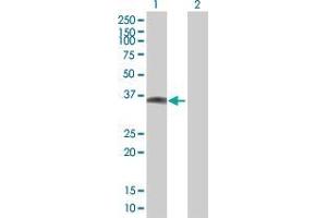 Lane 1: INHBE transfected lysate ( 36.
