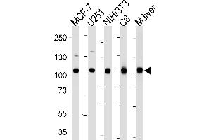 Western blot analysis of lysates from MCF-7, , mouse NIH/3T3, rat C6 cell line and mouse liver tissue lysate (from left to right) using VCP Antibody (ABIN1944899 and ABIN2838502). (VCP Antikörper  (AA 1-225))