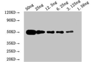 WB: Mouse anti Myc-tagged fusion protein Monoclonal antibody at 1. (Myc Tag Antikörper)