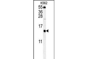 LSM4 Antibody (Center) (ABIN652017 and ABIN2840498) western blot analysis in K562 cell line lysates (35 μg/lane). (LSM4 Antikörper  (AA 47-74))