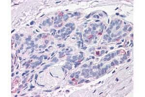 Anti-NPTN antibody IHC of human breast.