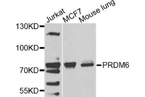 Western blot analysis of extracts of various cells, using PRDM6 antibody. (PRDM6 Antikörper)