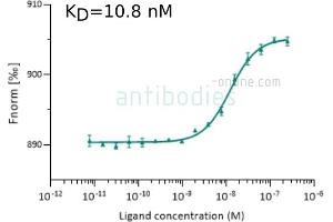 Binding Studies (Bind) image for anti-SARS-CoV-2 Spike S1 (RBD) antibody (ABIN6952546)