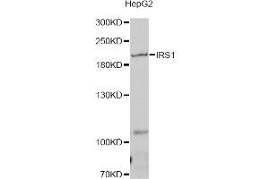 Western blot analysis of extracts of HepG2 cells, using IRS1 antibody (ABIN5970075) at 1/1000 dilution. (IRS1 Antikörper)