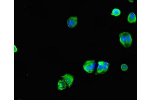 Immunofluorescent analysis of MCF-7 cells using ABIN7147419 at dilution of 1:100 and Alexa Fluor 488-congugated AffiniPure Goat Anti-Rabbit IgG(H+L) (CEP7 (AA 99-276) Antikörper)