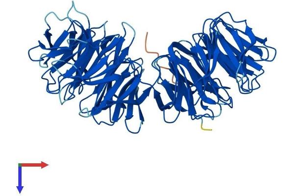WDR16 Protein (AA 1-620) (His tag)