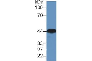 Western Blotting (WB) image for anti-Creatine Kinase, Muscle (CKM) (AA 11-367) antibody (ABIN1172305)