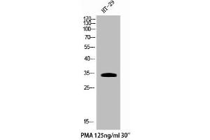 Western Blot analysis of HT29+PMA cells using Phospho-Cdk5 (Y15) Polyclonal Antibody (CDK5 Antikörper  (pTyr15))