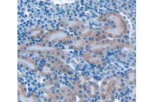 Used in DAB staining on fromalin fixed paraffin- embedded kidney tissue (OS9 Antikörper  (AA 471-672))
