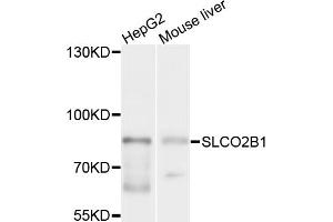 Western blot analysis of extracts of various cell lines, using SLCO2B1 antibody (ABIN6003779) at 1/1000 dilution. (SLCO2B1 Antikörper)