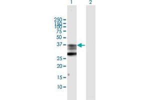 Western Blot analysis of PTGES2 expression in transfected 293T cell line by PTGES2 MaxPab polyclonal antibody.
