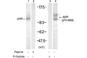 Image no. 1 for anti-Amyloid beta (A4) Precursor Protein (APP) (pThr668) antibody (ABIN196929) (APP Antikörper  (pThr668))