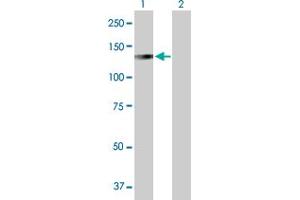 Western Blot analysis of LONP1 expression in transfected 293T cell line by LONP1 MaxPab polyclonal antibody.