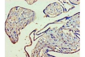 Immunohistochemistry of paraffin-embedded human placenta tissue using ABIN7157756 at dilution of 1:100 (KMO Antikörper  (AA 1-486))