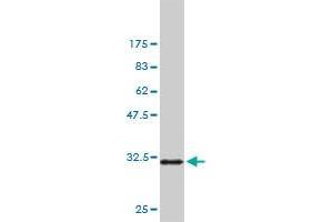 Western Blot detection against Immunogen (35.