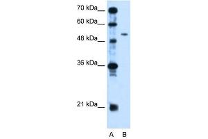 PSG1 antibody used at 2. (PSG1 Antikörper  (N-Term))