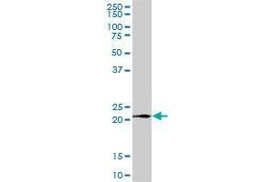 LY96 MaxPab polyclonal antibody. (LY96 Antikörper  (AA 19-160))