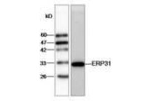 Image no. 1 for anti-Endoplasmic Reticulum Protein 29 (ERP29) (AA 33-261) antibody (ABIN791433) (ERP29 Antikörper  (AA 33-261))