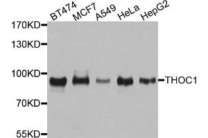 Western blot analysis of extracts of various cell lines, using THOC1 antibody.