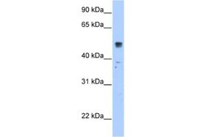 Western Blotting (WB) image for anti-Solute Carrier Family 35, Member F5 (SLC35F5) antibody (ABIN2462767) (SLC35F5 Antikörper)