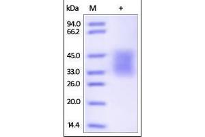 Biotinylated Human PD-1 (recommended for biopanning) on SDS-PAGE under reducing (R) condition. (PD-1 Protein (AA 25-167) (His tag,AVI tag,Biotin))