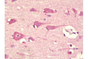 Anti-TMEM59L antibody IHC staining of human brain, cortex. (TMEM59L Antikörper  (C-Term))