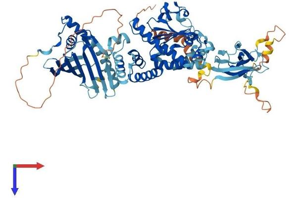 SEC14L1 Protein (AA 1-715) (His tag)