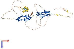 Myotilin Protein (MYOT) (AA 1-498) (His tag)