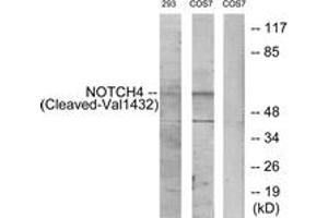 Western blot analysis of extracts from 293/COS7 cells, treated with etoposide 25uM 1h, using NOTCH4 (Cleaved-Val1432) Antibody. (NOTCH4 Antikörper  (Cleaved-Val1432))