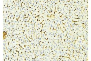 ABIN6268680 at 1/100 staining Mouse liver tissue by IHC-P. (alpha Fetoprotein Antikörper  (C-Term))
