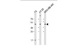 All lanes : Anti-GSK3BAntibody at 1:2000 dilution Lane 1: C6 whole cell lysate Lane 2: HT-29 whole cell lysate Lane 3: MDA-MB-468 whole cell lysate Lysates/proteins at 20 μg per lane. (GSK3 beta Antikörper  (AA 2-33))