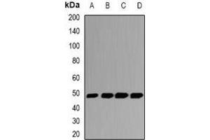 Western blot analysis of GSDML expression in Hela (A), HT29 (B), mouse liver (C), rat liver (D) whole cell lysates.