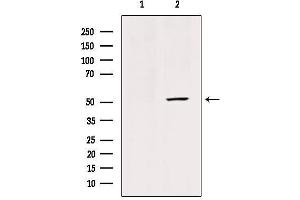 Western blot analysis of extracts from mouse brain tissue, using GLUT3 Antibody. (SLC2A3 Antikörper  (C-Term))