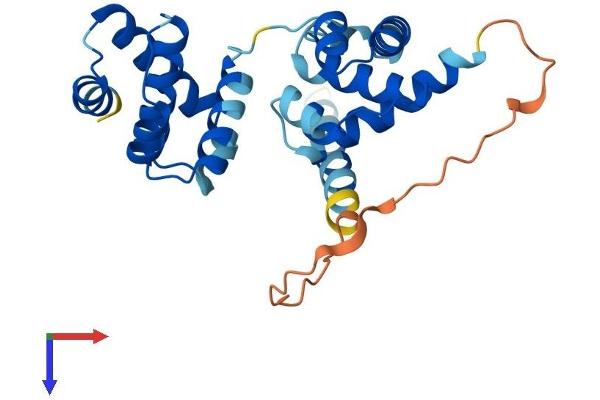 ORC6 Protein (AA 1-252) (His tag)