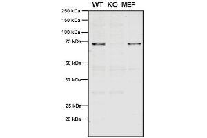 Western Blot analysis of Human, Mouse A549, MEF showing detection of VPS35 protein using Mouse Anti-VPS35 Monoclonal Antibody, Clone 11H10 (ABIN6933008). (VPS35 Antikörper  (Atto 594))