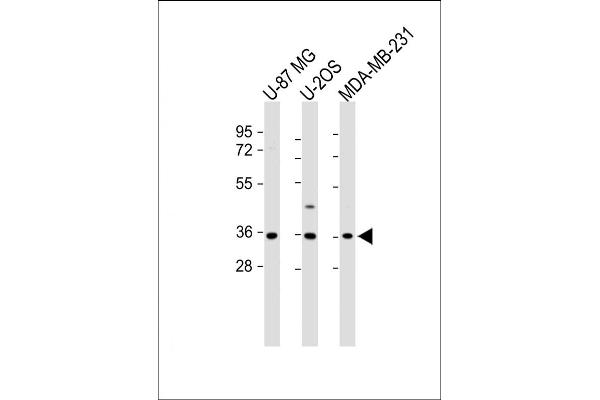 Olfactory Receptor, Family 2, Subfamily AE, Member 1 (OR2AE1) (AA 278-312), (C-Term) antibody