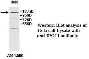 Image no. 1 for anti-Importin 11 (IPO11) antibody (ABIN1577291) (Importin 11 Antikörper)