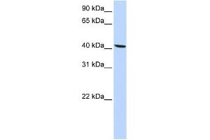 SLC22A18 antibody used at 1 ug/ml to detect target protein. (ORCTL-2/SLC22A18 Antikörper  (N-Term))