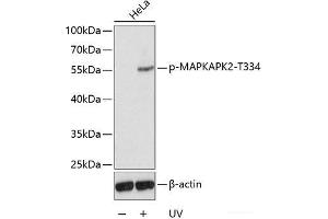 Western blot analysis of extracts from HeLa cells using Phospho-MAPKAPK2(T334) Polyclonal Antibody. (MAPKAP Kinase 2 Antikörper  (pThr334))