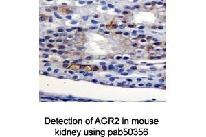 Image no. 2 for anti-Anterior Gradient Homolog 2 (Xenopus Laevis) (AGR2) (AA 1-50), (N-Term) antibody (ABIN363665) (AGR2 Antikörper  (N-Term))